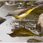 Gebirgsstelze (Motacilla cinerea)......