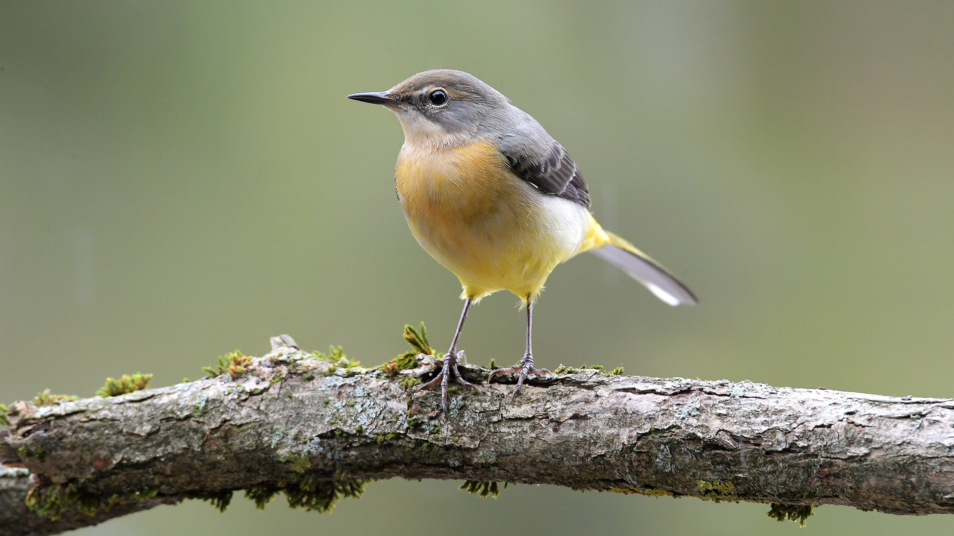 Gebirgsstelze (Motacilla cinerea)