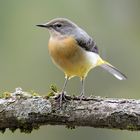 Gebirgsstelze (Motacilla cinerea)