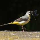 Gebirgsstelze (Motacilla cinerea)