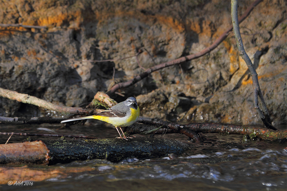 Gebirgsstelze (Motacilla cinerea)