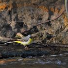 Gebirgsstelze (Motacilla cinerea)