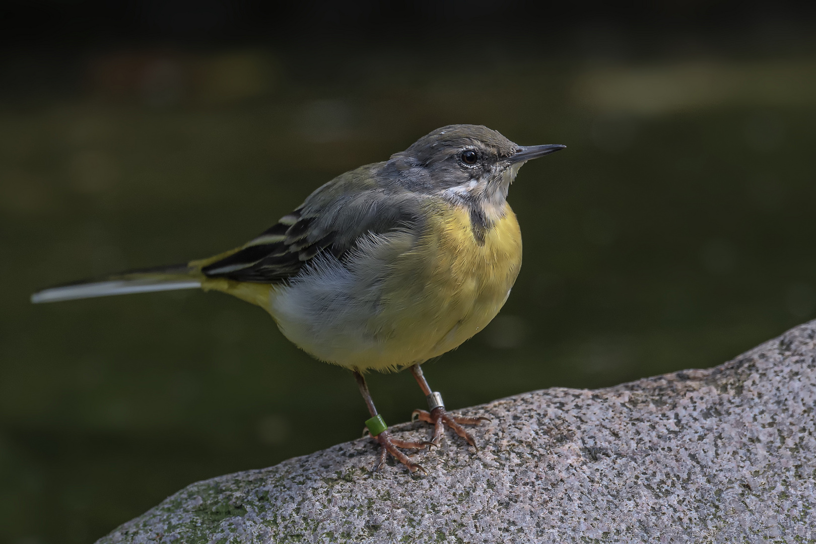  Gebirgsstelze (Motacilla cinerea)