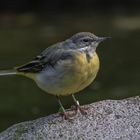  Gebirgsstelze (Motacilla cinerea)