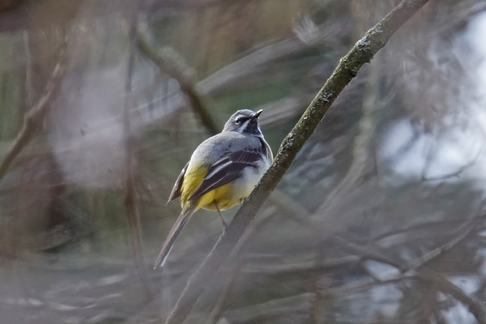 Gebirgsstelze (Motacilla cinerea), Männchen