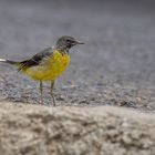 Gebirgsstelze (Motacilla cinerea schmitzi) - Madeira