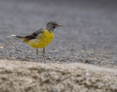 Gebirgsstelze (Motacilla cinerea schmitzi) - Madeira