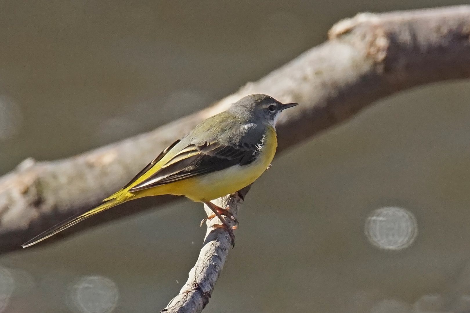 Gebirgsstelze (Motacilla cinerea), Weibchen