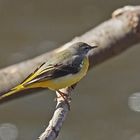 Gebirgsstelze (Motacilla cinerea), Weibchen