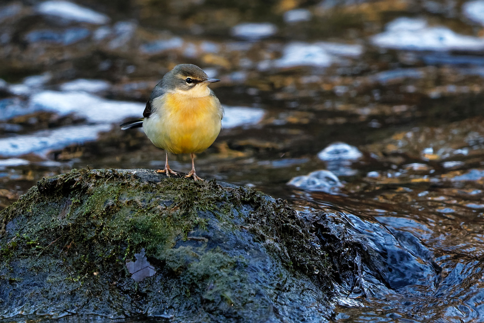 Gebirgsstelze spielt Wasseramsel