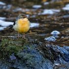 Gebirgsstelze spielt Wasseramsel