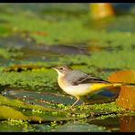 - Gebirgsstelze weiblich -  ( Motacilla cinerea )