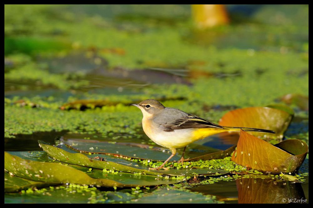 - Gebirgsstelze weiblich -  ( Motacilla cinerea )