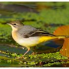 - Gebirgsstelze weiblich - ( Motacilla cinerea )