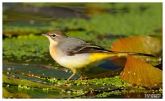 - Gebirgsstelze weiblich - ( Motacilla cinerea )