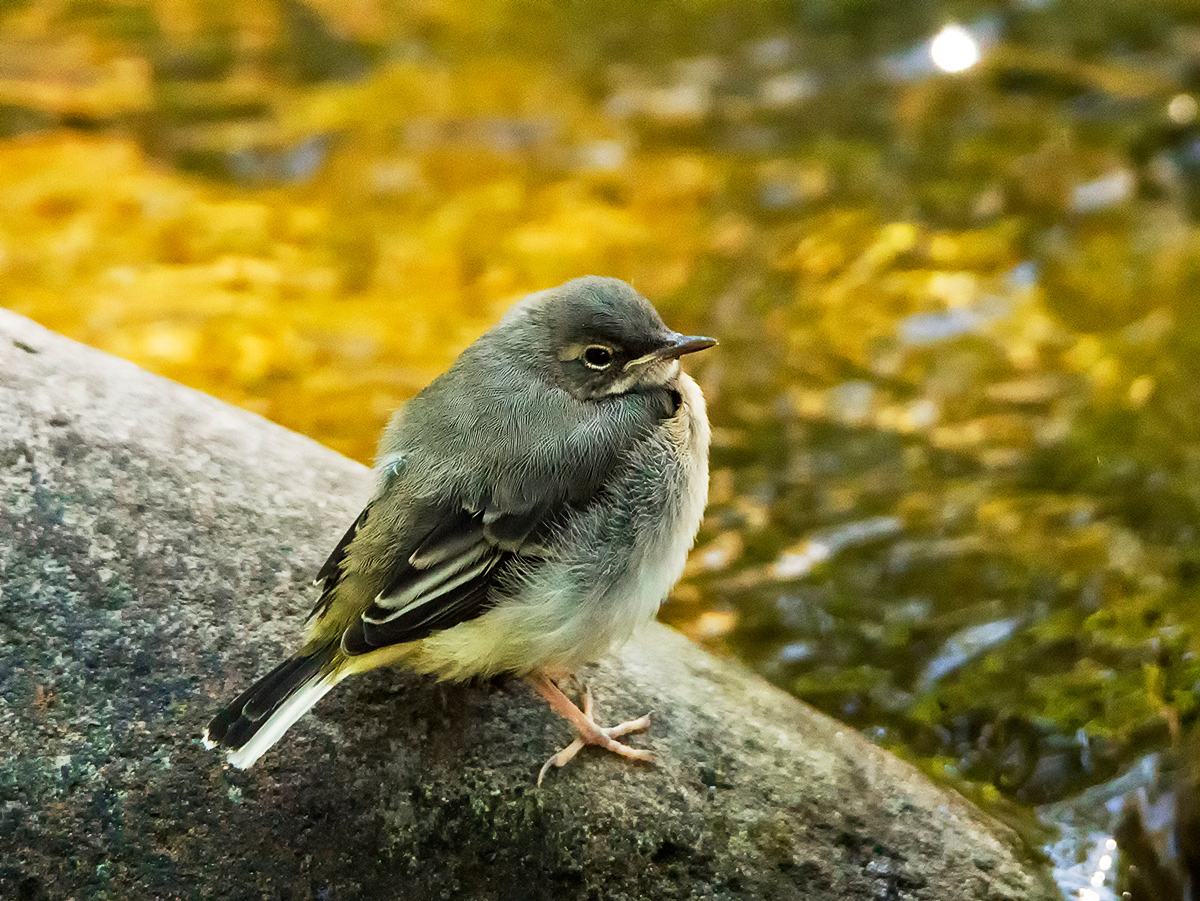 Gebirgsstelzen-Jungvogel - wieder-allein.wo-bleibt-mama