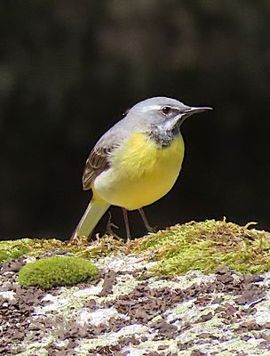 Gebirgstelze an der Vydra