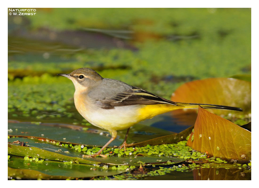 - Gebirgstelze weibl. - ( Motacilla cinerea )