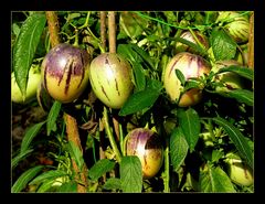 "Geblitzte" Birnenmelonen