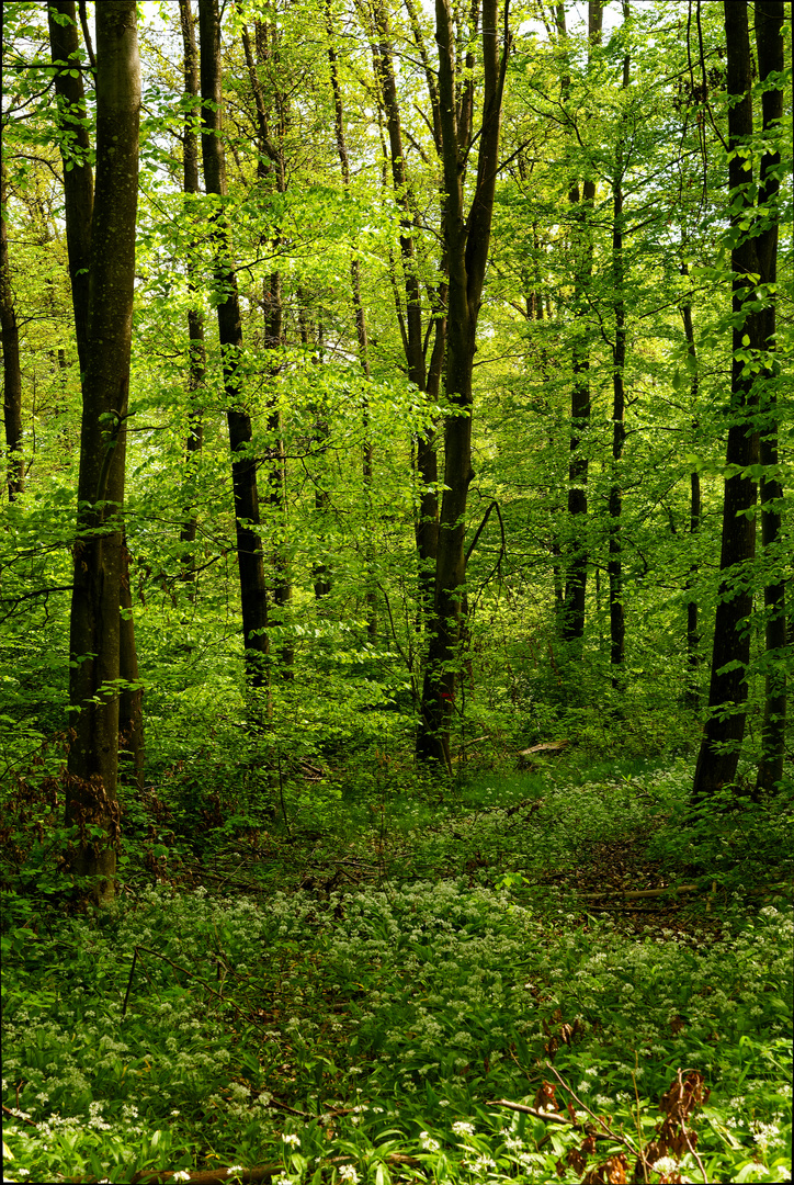 gebogener Bärlauchweg