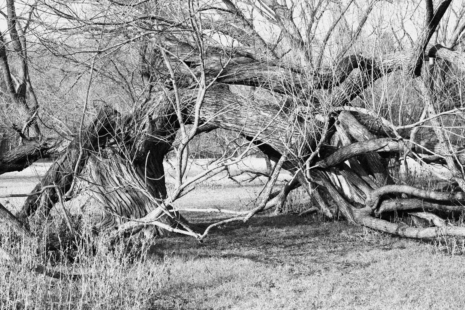 gebogener Baum