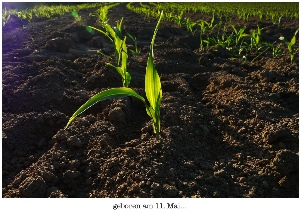 geboren am 11. Mai...