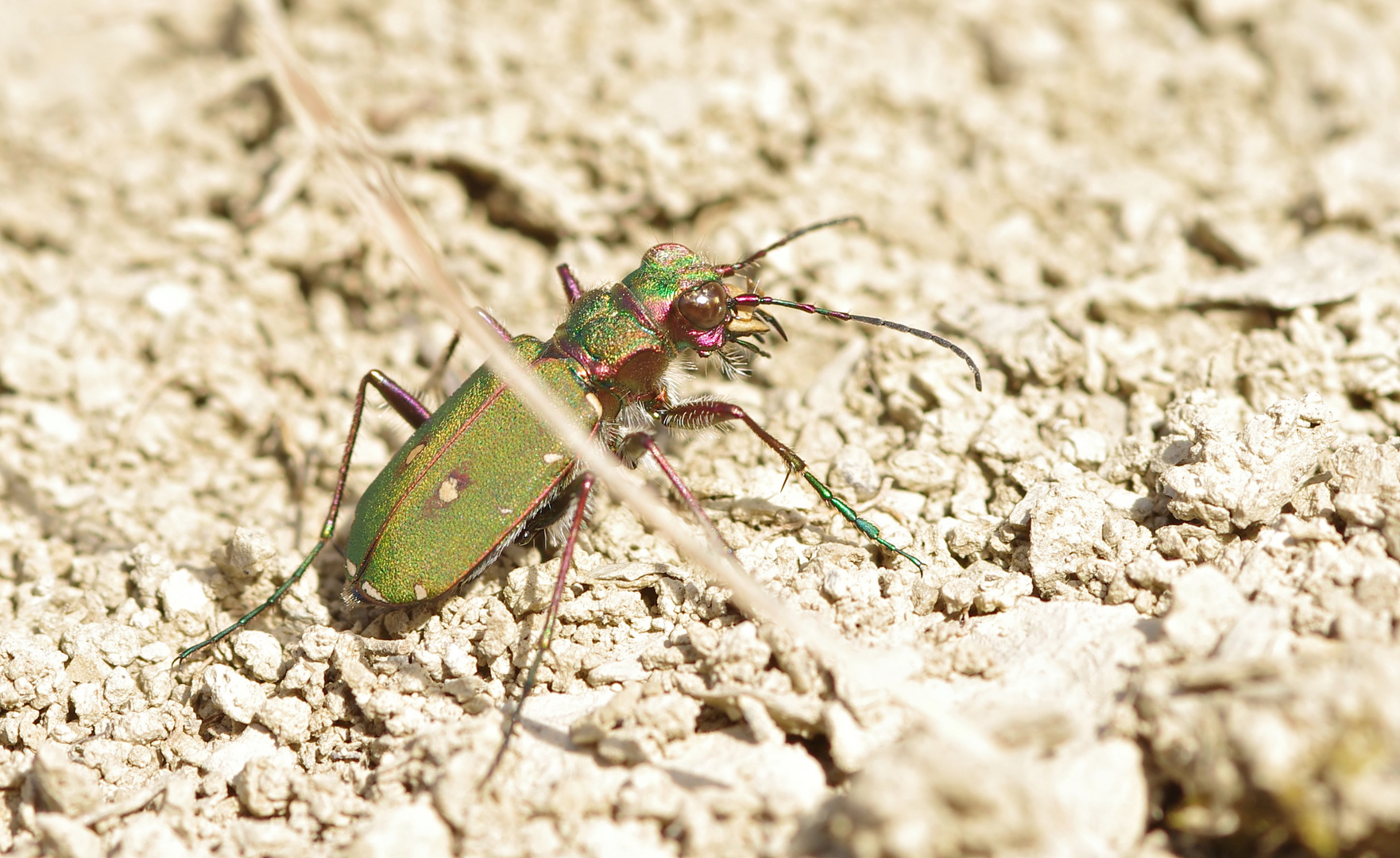 Geboren, um Fotografen zu ärgern - der Feld-Sandlaufkäfer