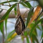 geboren um kurz zu leben von der Puppe zum Schmetterling