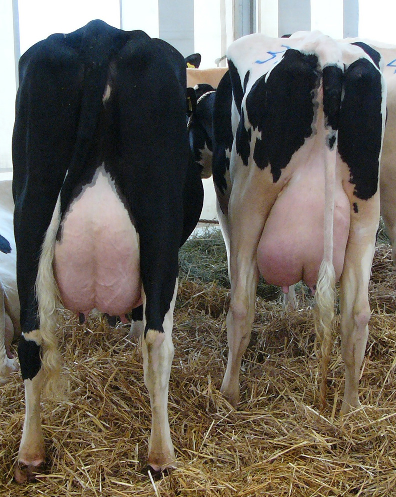 Geboren, um Milch zu erzeugen - Hochheim