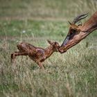 Geboren um zu Leben