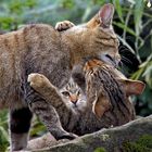 Geborgen bei Mama und Papa ... - Le petit se sent protégé!