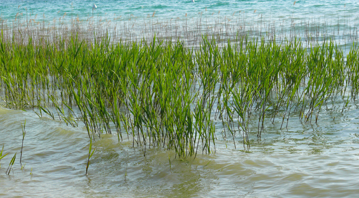 Geborgen im Wasser