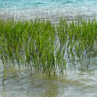 Geborgen im Wasser