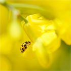 Geborgen in einem Meer aus goldgelben Blüten