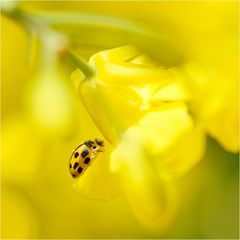 Geborgen in einem Meer aus goldgelben Blüten