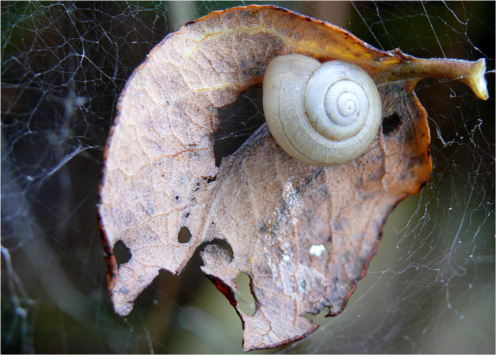 "Geborgenheit"