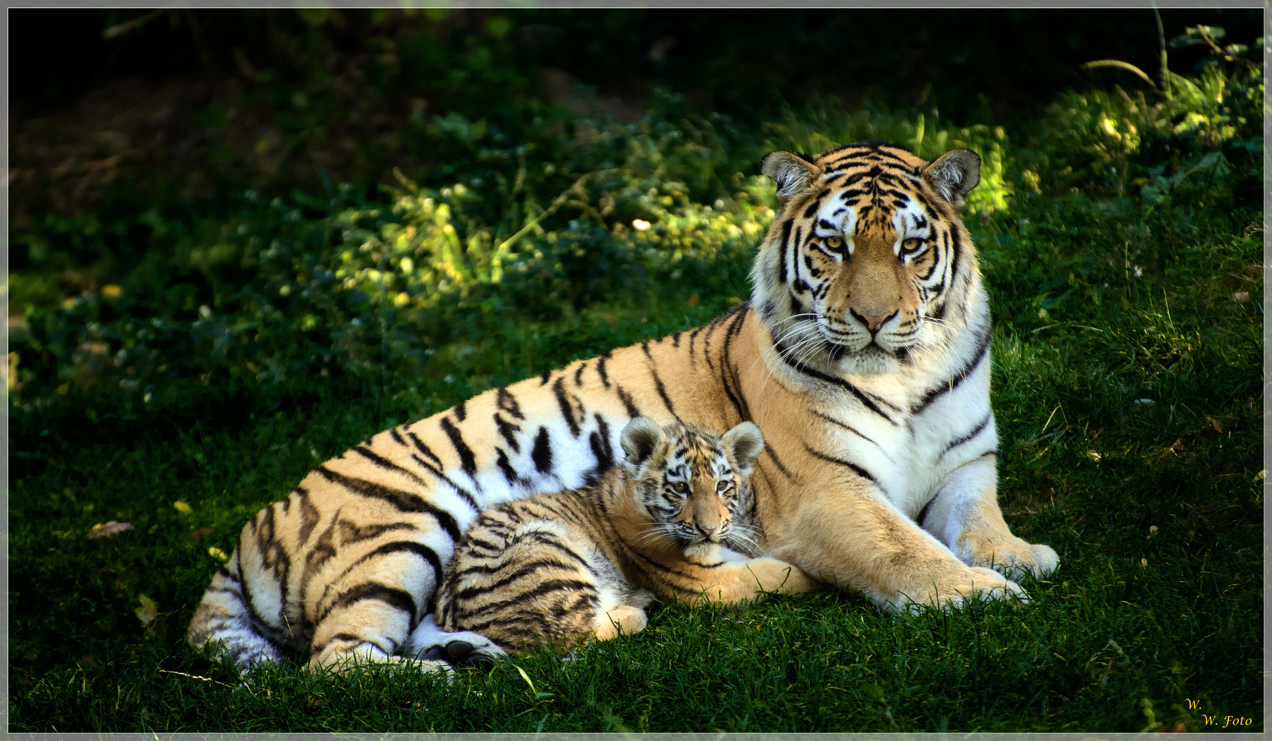 Bilder Von Baren Zum Ausdrucken