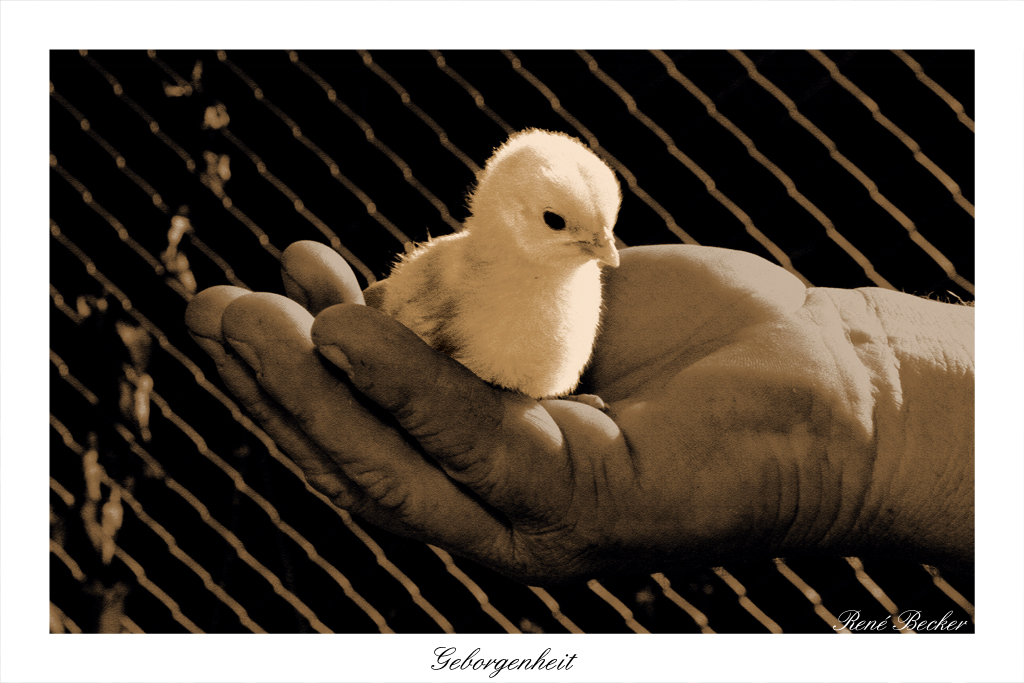 Foto & Bild tiere, tier und mensch, mensch Bilder auf