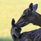 Geborgenheit bei Mama