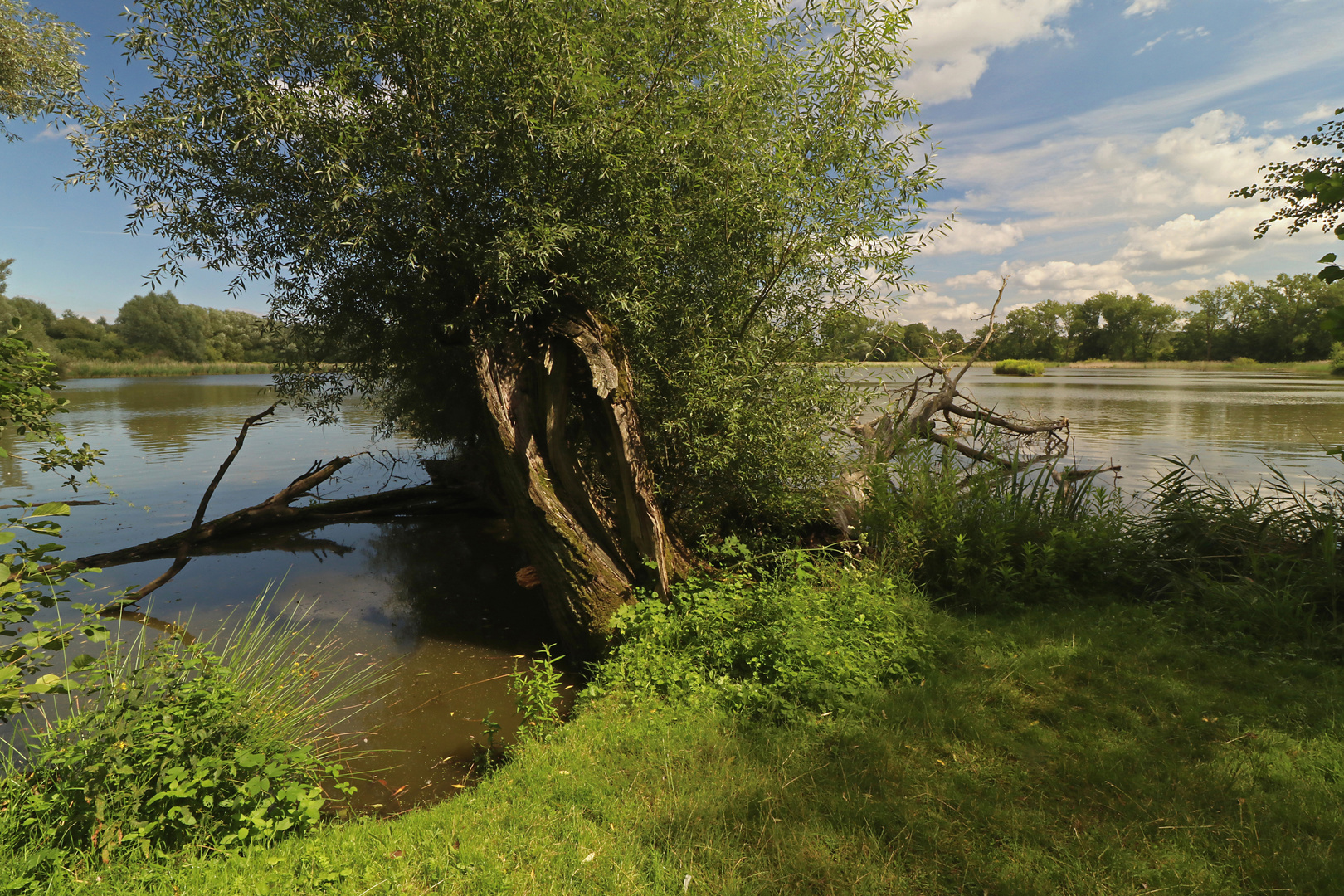 Geborstene Weide am Wasser