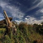 Geborstener Baum am Weg