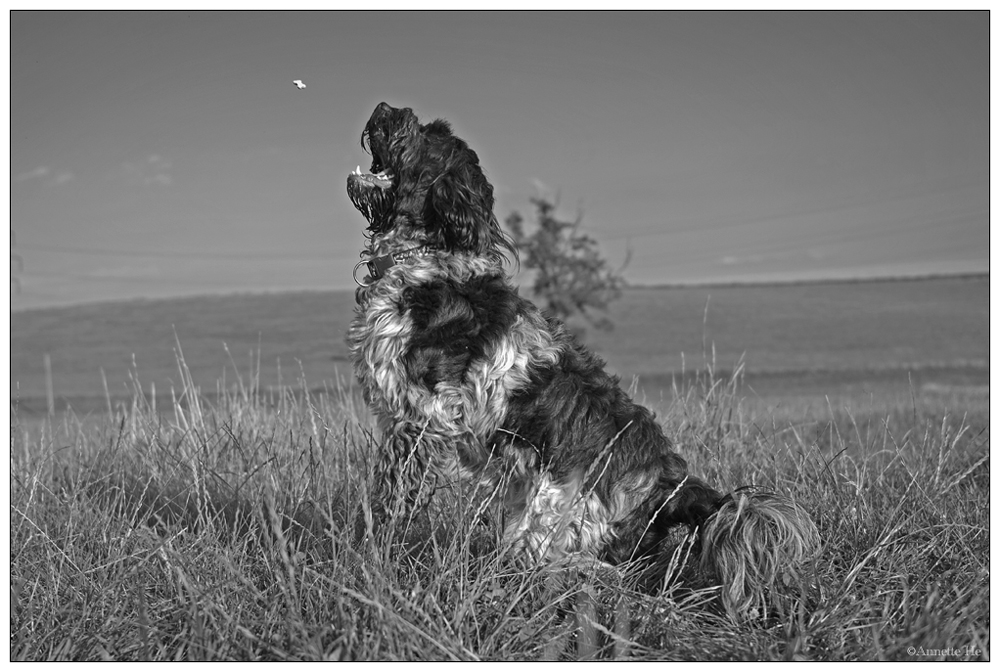 Gebratene Tauben Foto &amp; Bild | tiere, haustiere, hunde Bilder auf ...