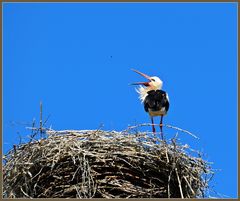 " Gebratene Vögel " fallen sicher nicht vom Himmel.......