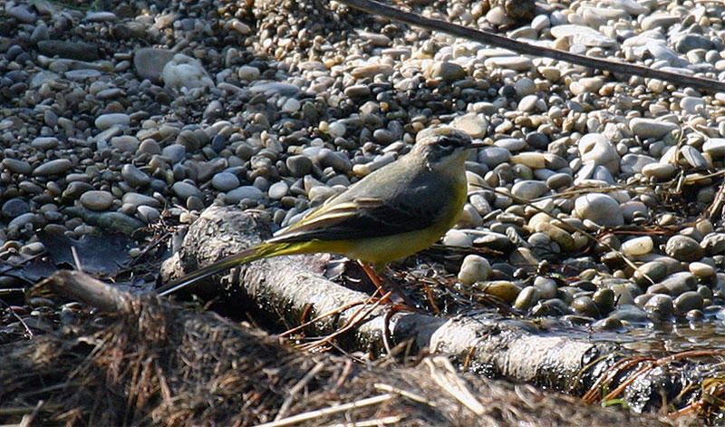 Gebrigsstelze (Motacilla cinerea)