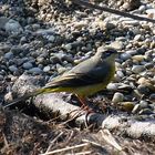 Gebrigsstelze (Motacilla cinerea)