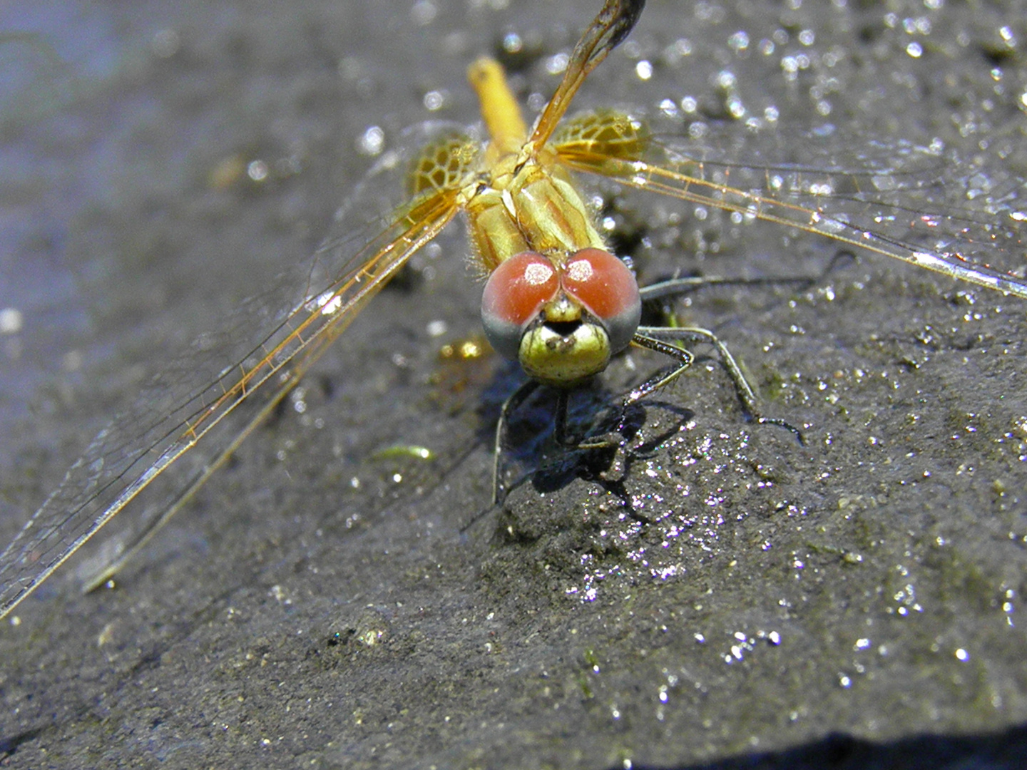 Gebrochene Flügel