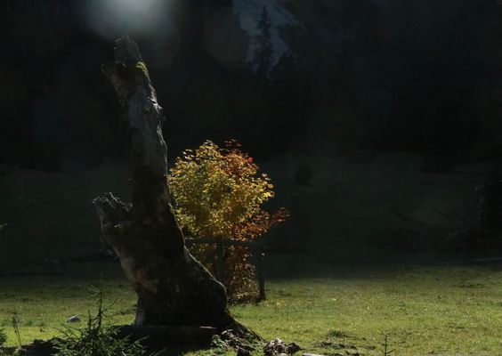 Gebrochener Ahornstamm