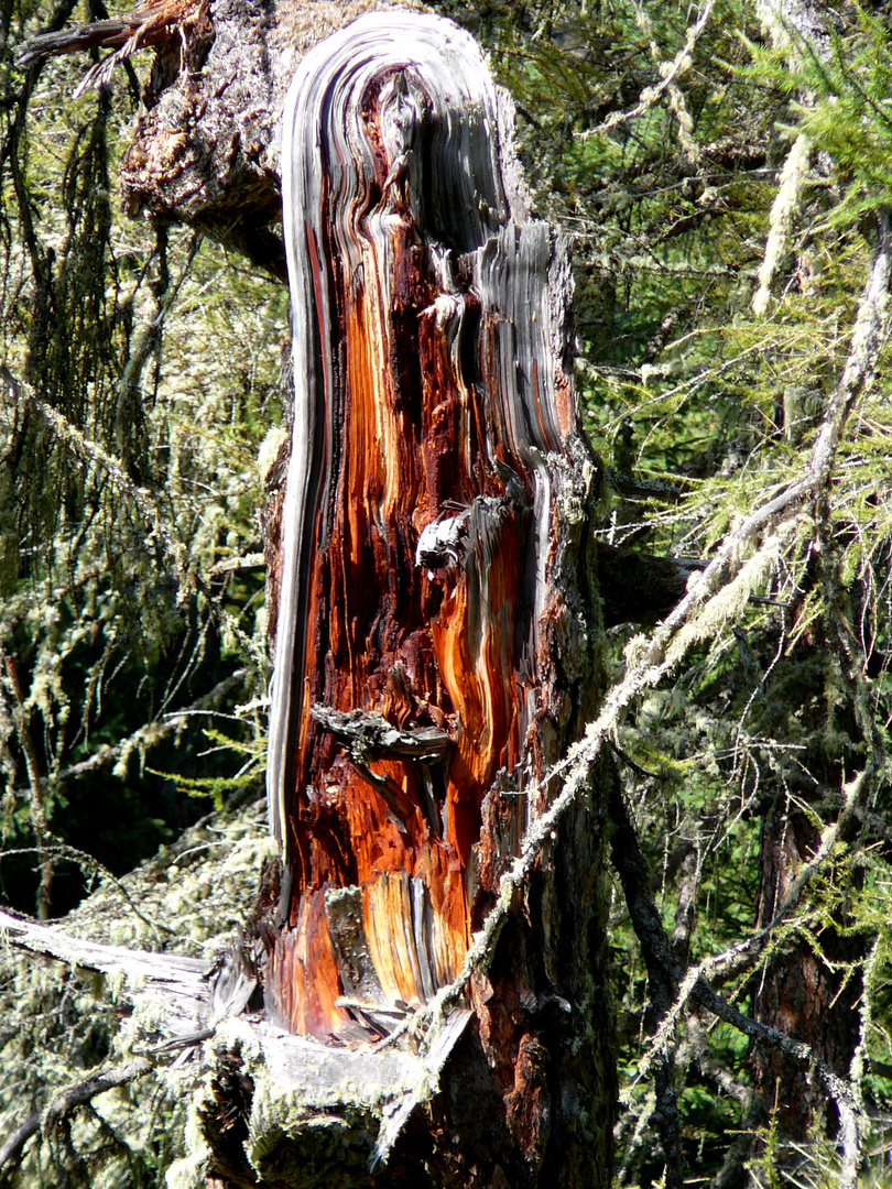 "Gebrochener Baum"