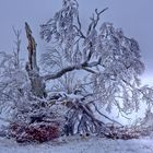 gebrochener Baumriese (3) in Schneelandschaft der Rhön_näher ran