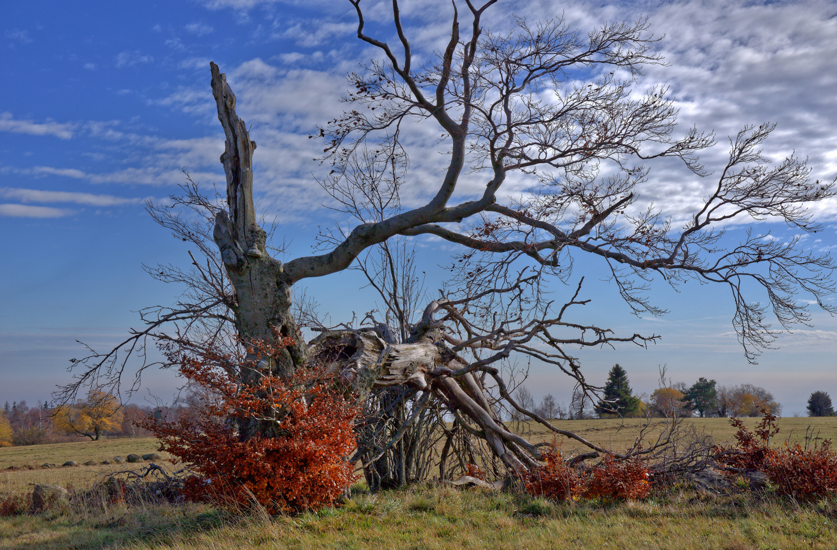 gebrochener Baumriese (4) in Herbstlandschaft der Rhön_näher ran